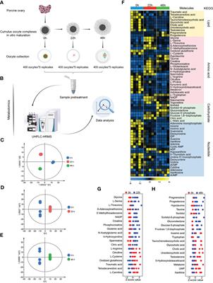 Integration of parallel metabolomics and transcriptomics reveals metabolic patterns in porcine oocytes during maturation